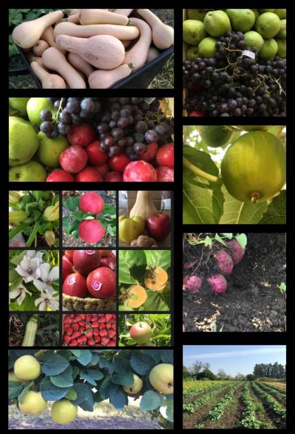Caratula - Registro Nacional FrutiHortícola Registro Nacional FrutiHortícola