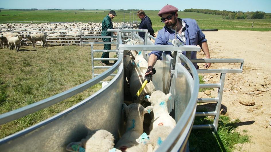 primer embarque de carne ovina con hueso con destino a Estados Unidos Productores con ovinos en manga