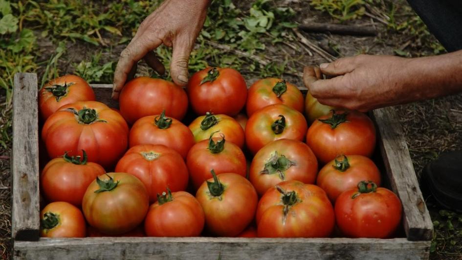 decenio para la Agricultura Familiar 2019-2028 tomates