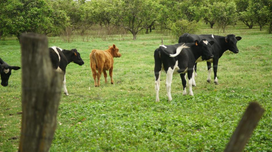 Productores lecheros de Salto validaron tecnologías Ganado lechero