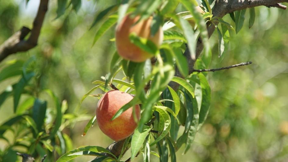 Convocan a organizaciones a postularse para Comisión Honoraria del Plan Nacional de Agroecología imagen de duraznos