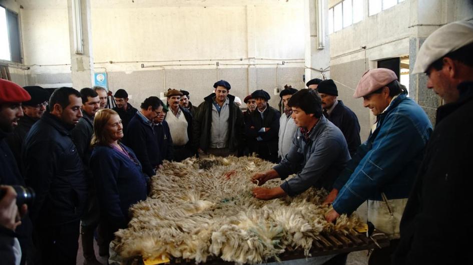 Ministerio de Ganadería apoyó a productores familiares con 90 millones de dólares en 10 años Imagen con productores en curso de esquila