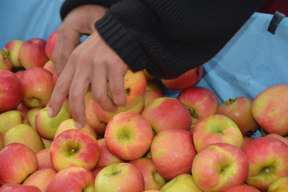 Hacia un Plan Nacional de Agroecología imagen de manzanas