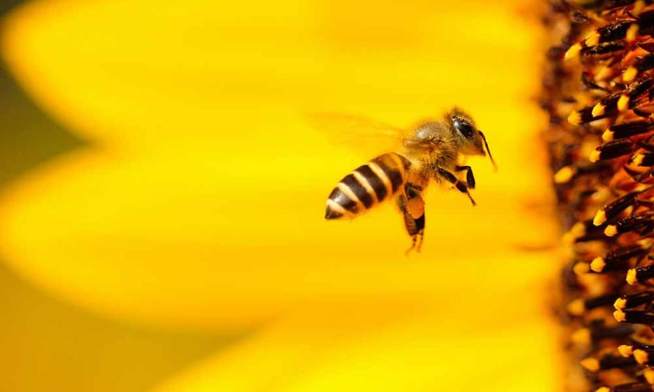 bee bee