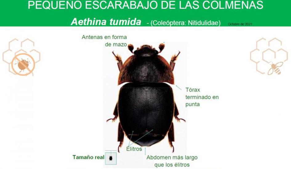 Aethina tumida Foto aethina tumida