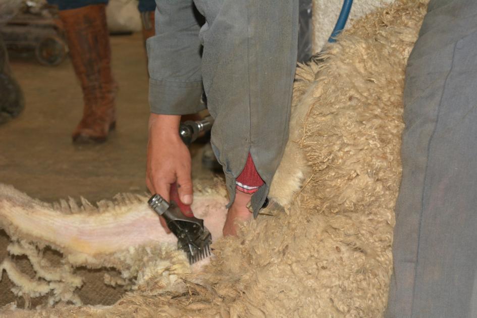 Curso de esquila y acondicionamiento de lanas en CRC de Aiguá Esquila de oveja
