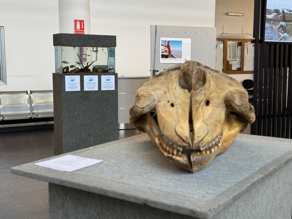 Restos óseos Restos óseos