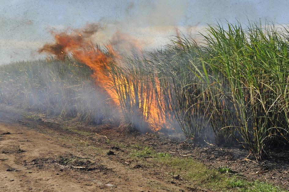 Zafra de Caña de azúcar en Bella Unión (Imagen de Presidencia)