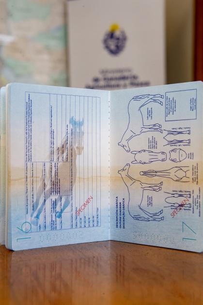  nuevo pasaporte único para caballos