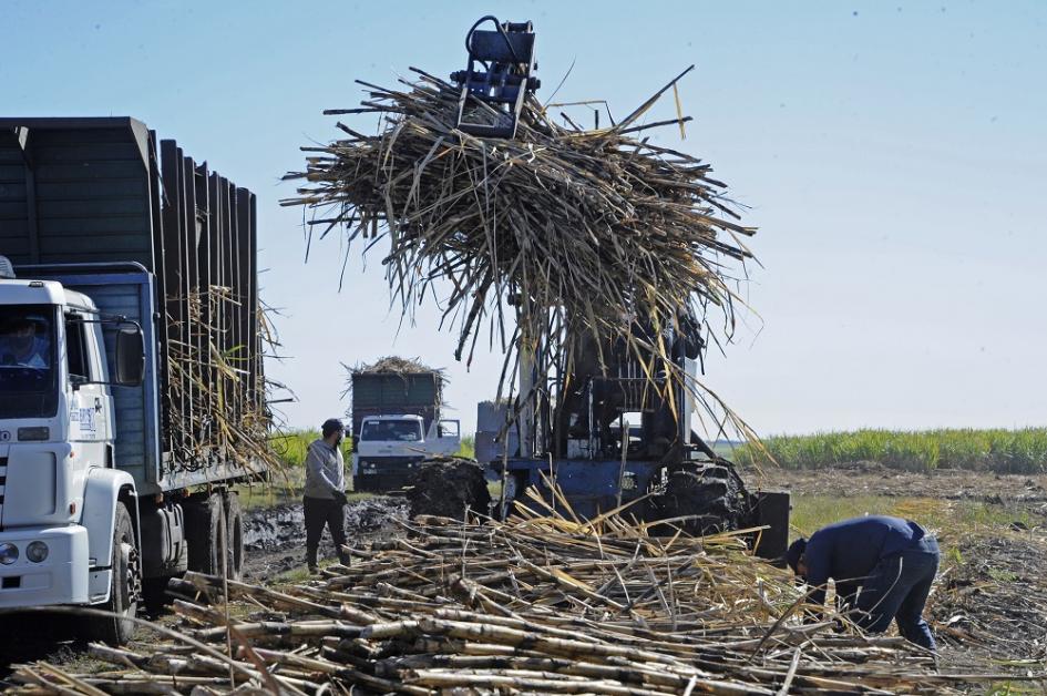 Zafra de Caña de azúcar en Bella Unión (Imagen de Presidencia)