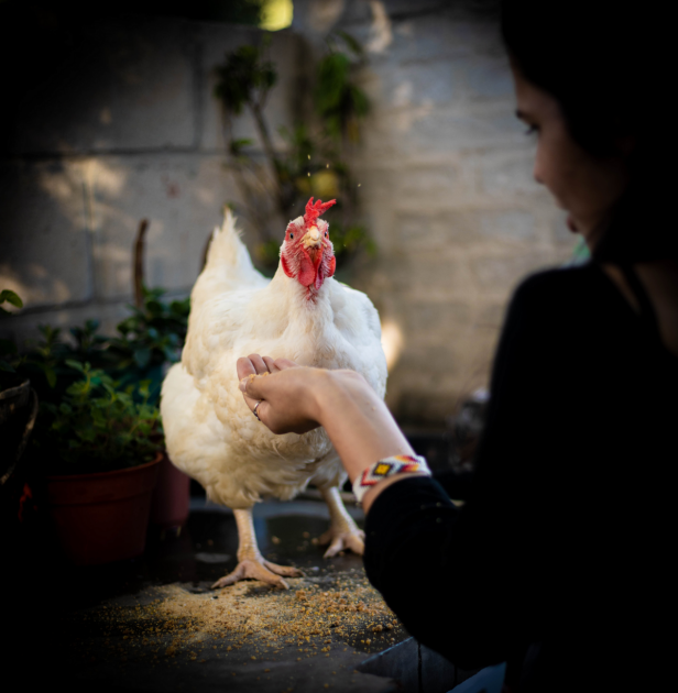 Foto con mención: "Mujer alimenta a gallina" de Fabricio Nicolás Méndez.