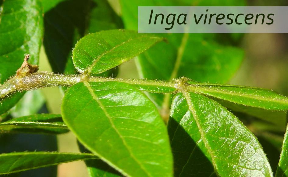 Hoja Inga virescens