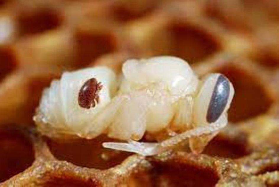 abejas-varroa varroa en abejas