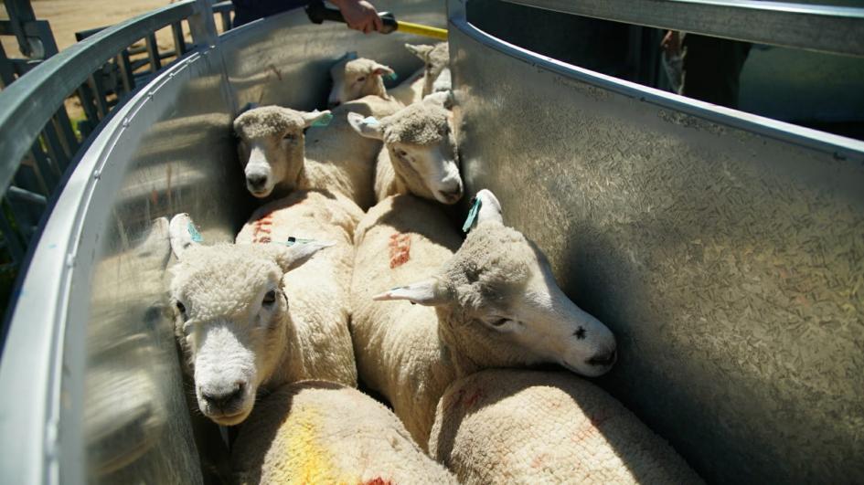primer embarque de carne ovina con hueso con destino a Estados Unidos imagen ovejas