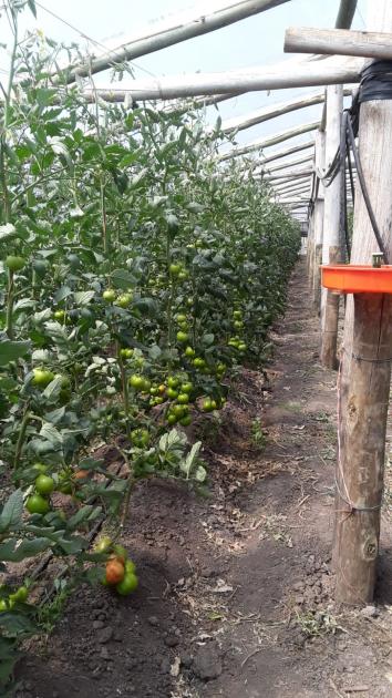 CALESFRA realizó una venta al Estado Invernáculo