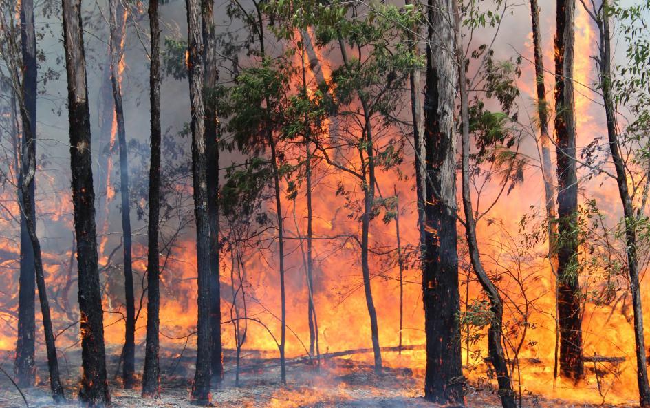 Prevención de incendios forestales