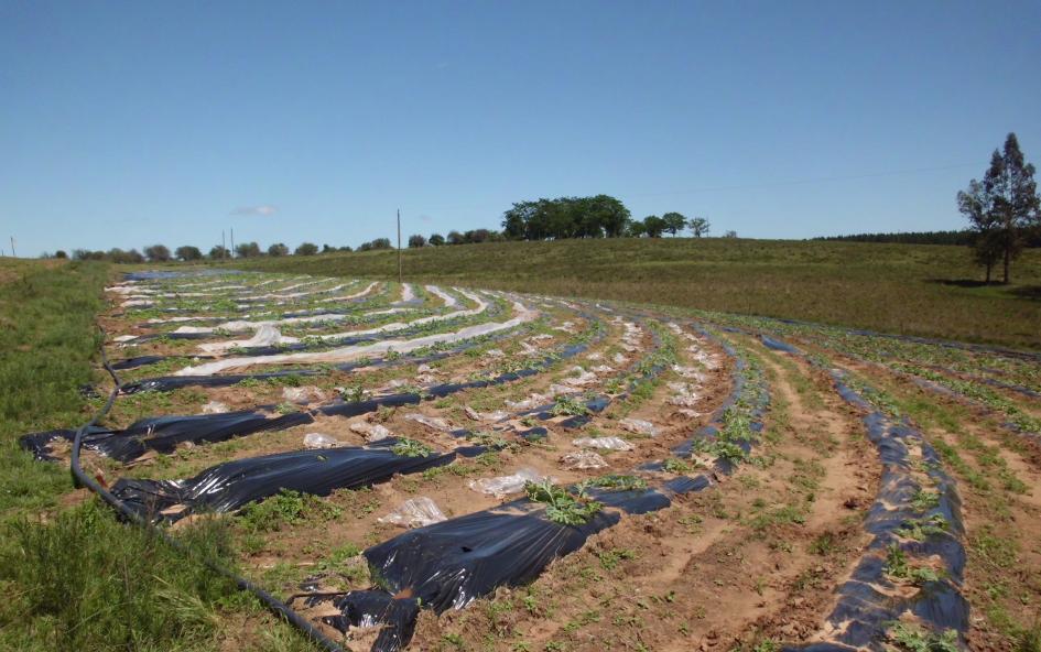 Productores de sandía de Rivera Productores de sandía de Rivera