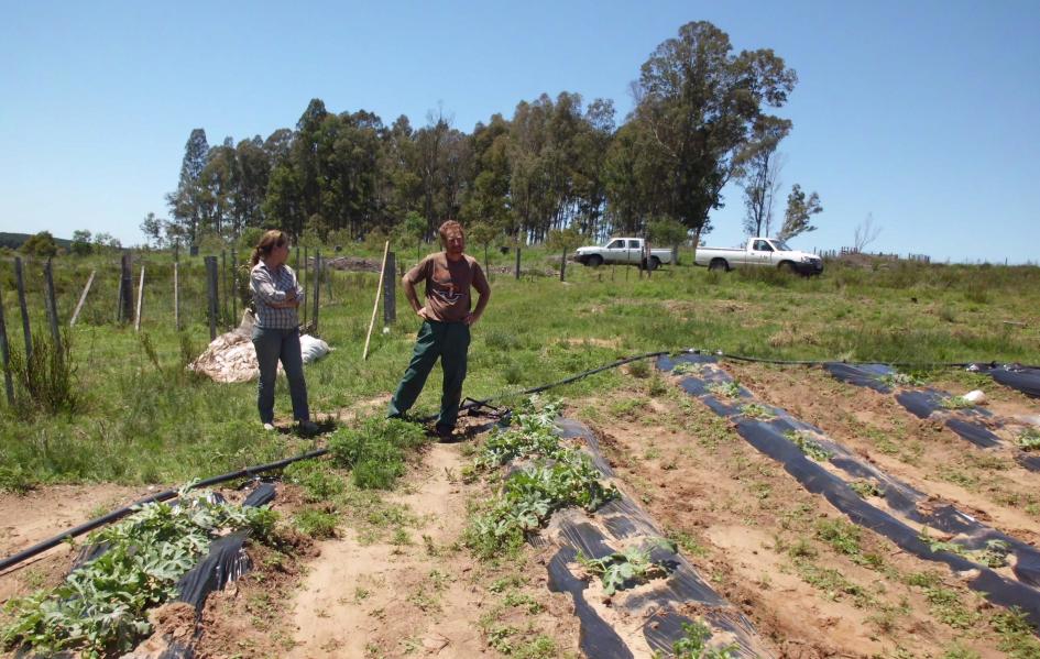 Productores de sandía de Rivera Productores de sandía de Rivera