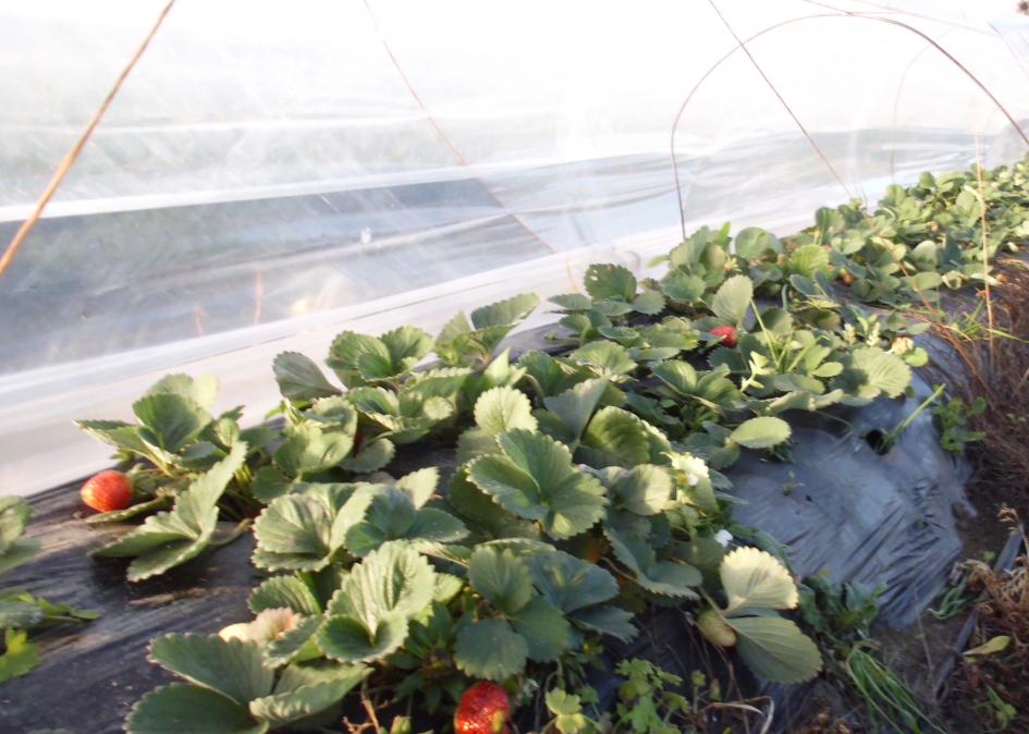 Coopunsa concretó venta a las Fuerzas Armadas a través del programa de Compras Públicas imagen de plantación de frutillas