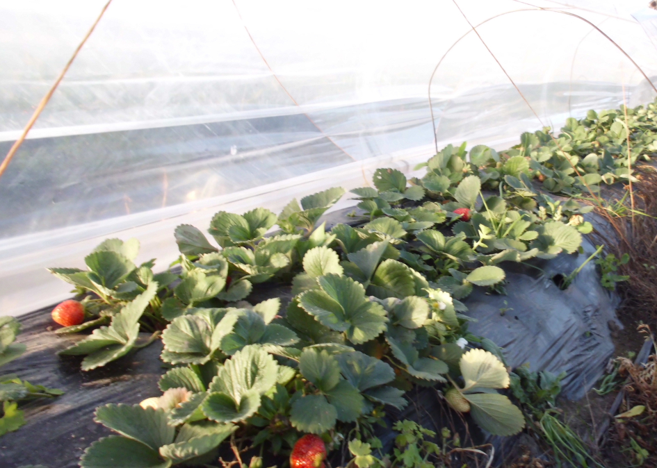 producción familiar