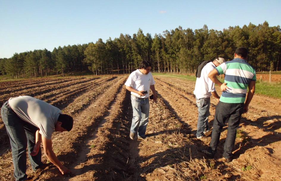 Productores de sandía de Rivera Productores de sandía de Rivera