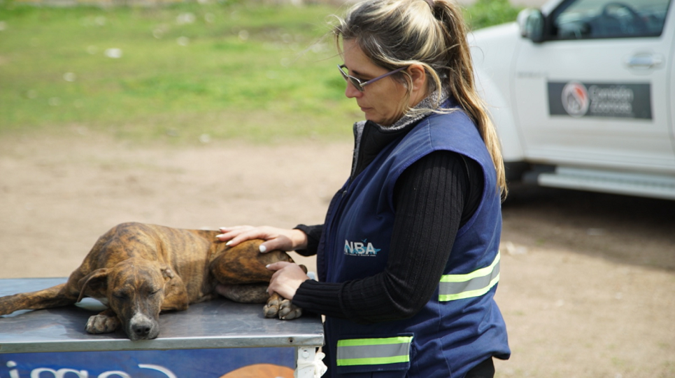 Atención veterinaria a animales Atención veterinaria a animales