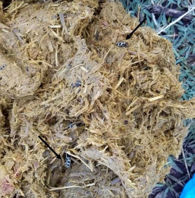 Ovino: contenido ruminal con presencia del escarabajo Ovino: contenido ruminal con presencia del escarabajo