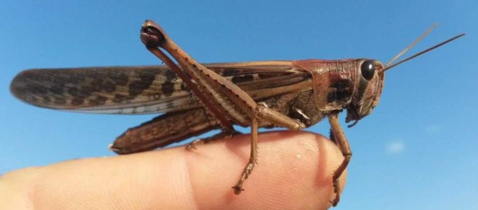 langosta schistocerca cancellata langosta schistocerca cancellata