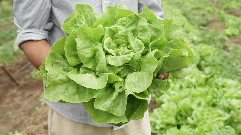 lechuga lechuga