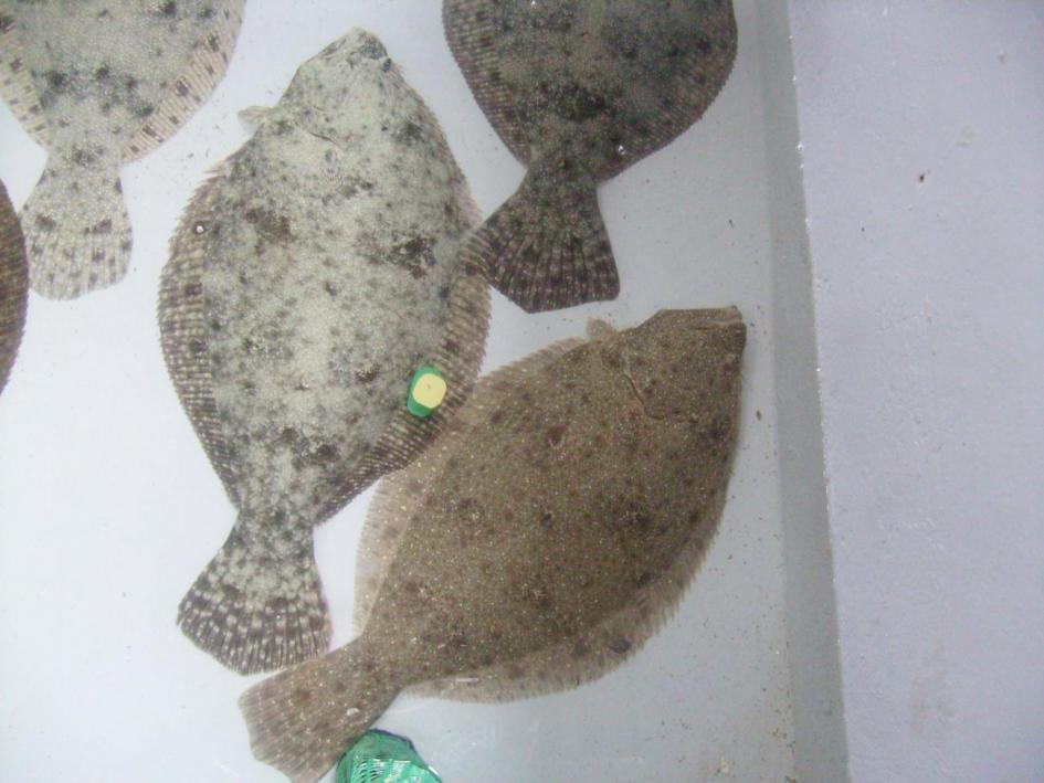 lenguados lenguados