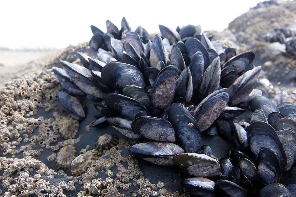 mejillones mejillones