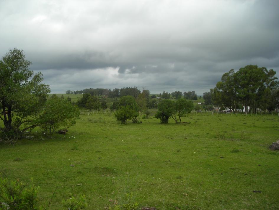 imagen de campo con flora nativa