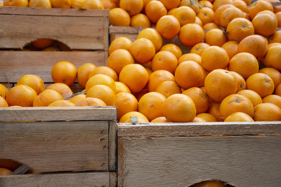 citrus citrus