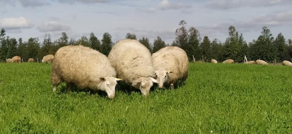 ovejas Frisona Milchschaf ovejas Frisona Milchschaf