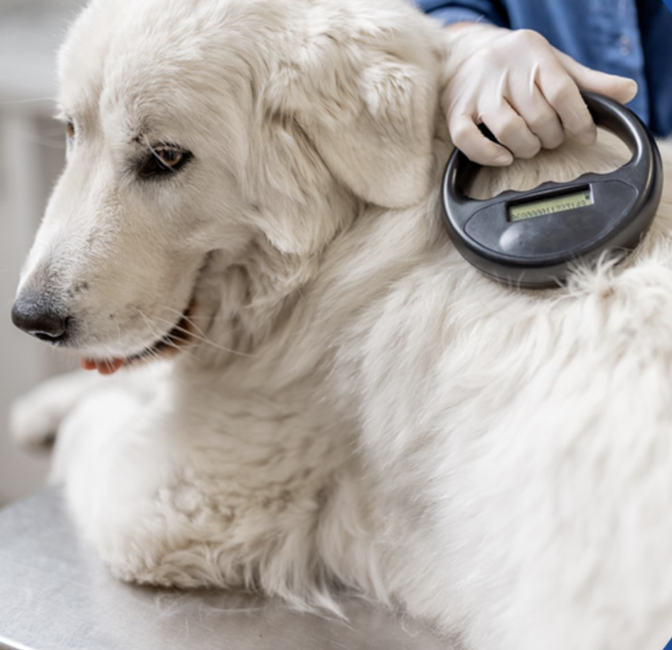 curso RENAC curso RENAC