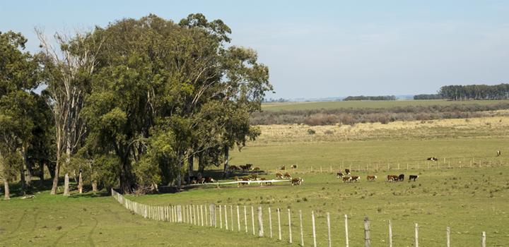 Emisiones nacionales de CO2, CH4 y N2O de Uruguay para el año 2017 Emisiones nacionales de CO2, CH4 y N2O de Uruguay para el año 2017