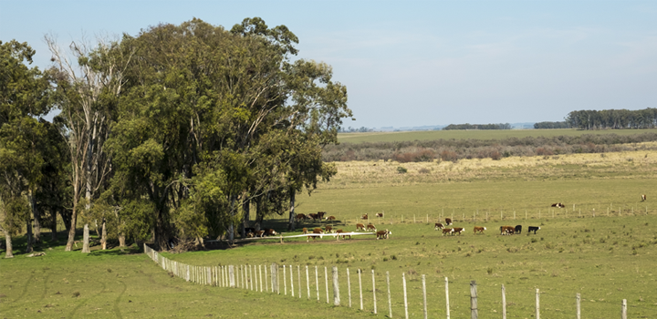 Emisiones nacionales de CO2, CH4 y N2O de Uruguay para el año 2017