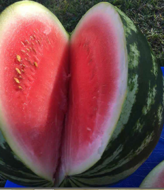 Sandia Sandia