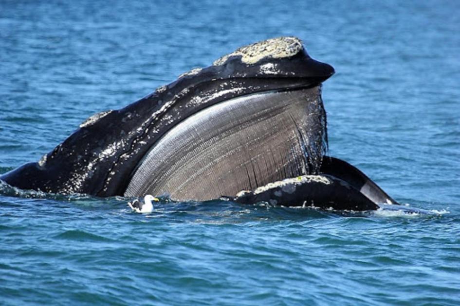 Ballena Ballena