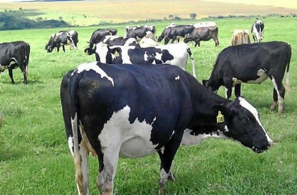 Vacas lecheras Vacas lecheras