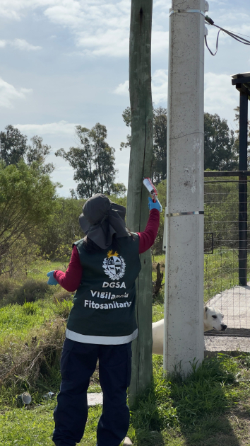 atracticida en columna