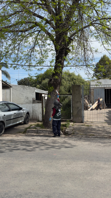 atracticida en arbol