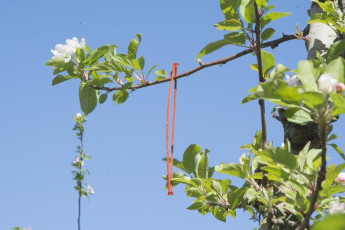 feromona colocada en arbo