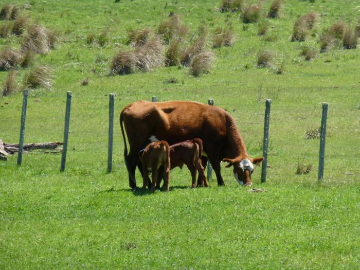 Vaca con terneros