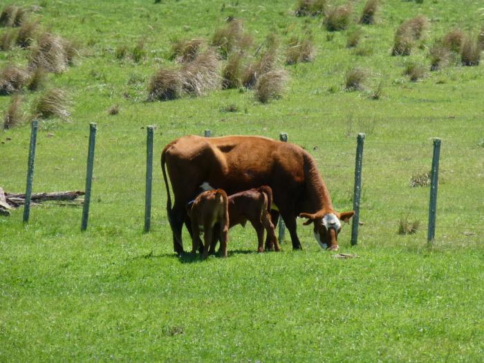 Vaca con terneros