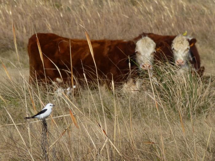 vacas y pajaro