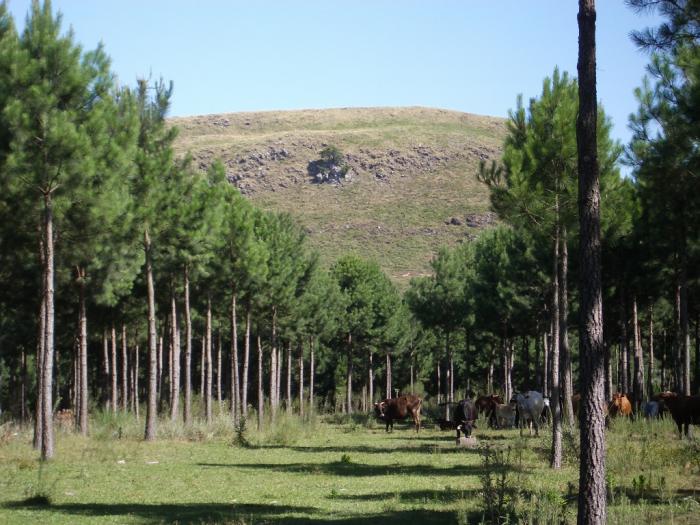 Exportaciones de madera