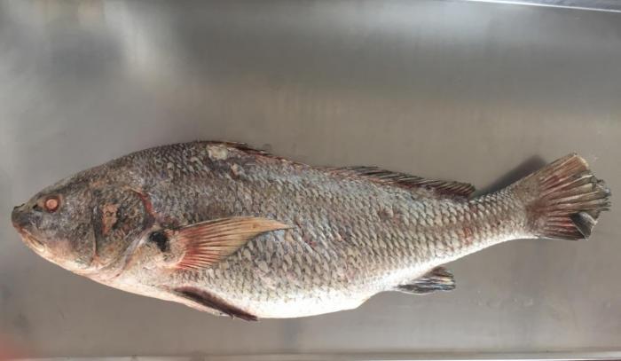 . Corvina negra
