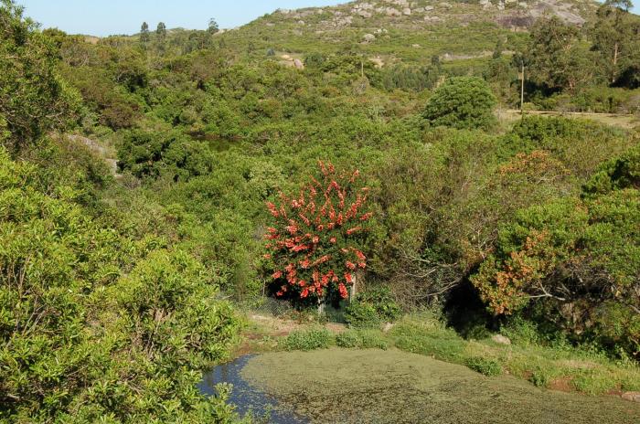 bosque nativo