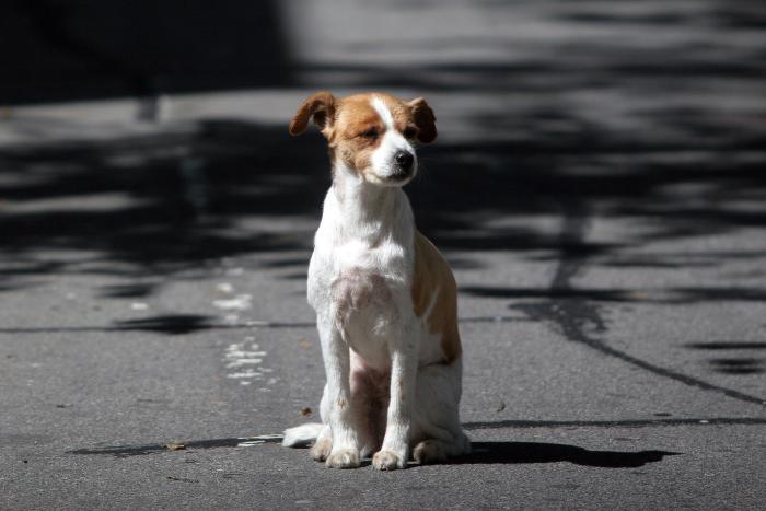 Cachorro
